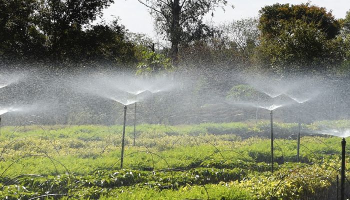 Foto: Denis Ferreira Netto/SEDEST Frio e geadas exigem atenção no plantio de mudas, alerta Instituto Água e Terra